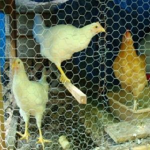Buy cheap Galvanized Weave Mesh 0.3mm Hexagonal Chicken Hex Wire Mesh Nettting product
