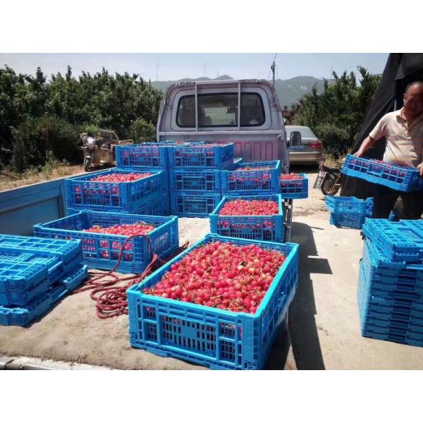 Small collapsible plastic crates for fruits and vegetables