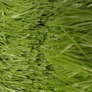 China Artificial Soccer Grass / Artificial Grass Waterproof on sale