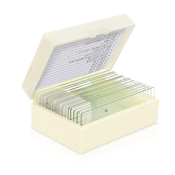 Quality Biological Fixed 15pcs Fungi Microscope Slides For Medical Research for sale