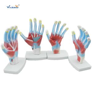 Buy cheap Laboratory Educational Anatomy Models Palm Model VIC-325 product