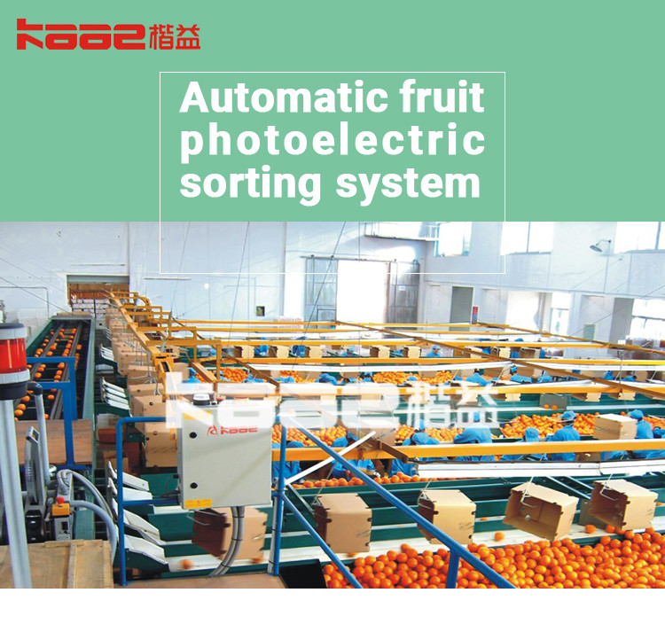 Citrus pear Orange Juice SUS304 Automatic Fruit Sorting Machine adopting computer vision