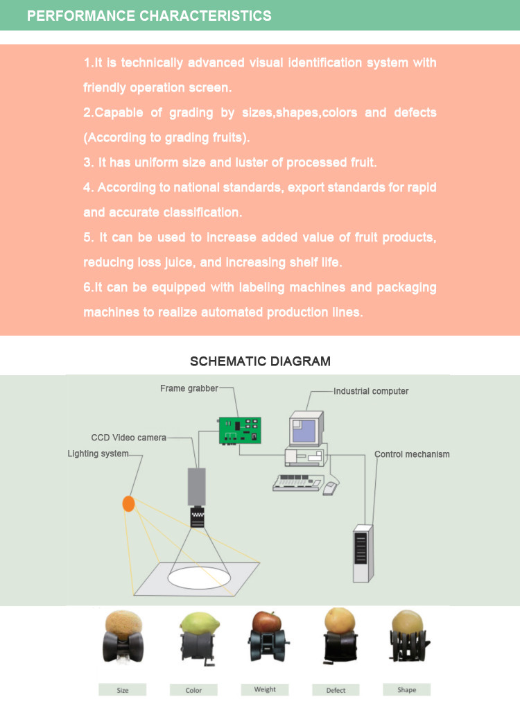 Citrus pear Orange Juice SUS304 Automatic Fruit Sorting Machine adopting computer vision