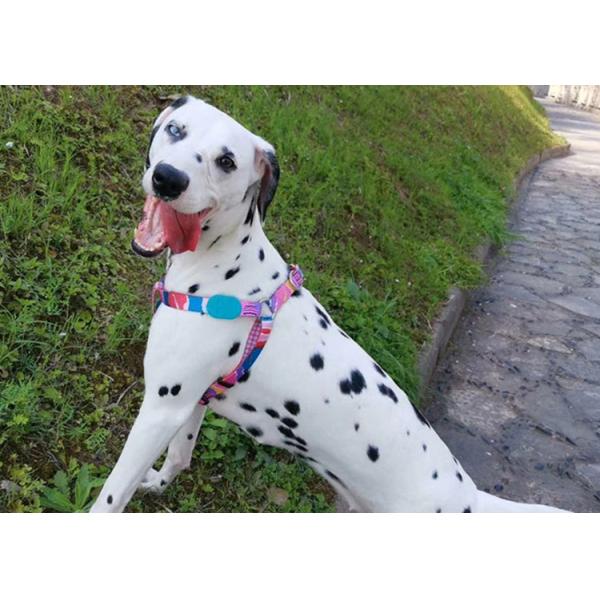 Front Connect Easy Walk Dog Harness Small Medium