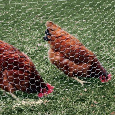 Quality 12M PVC Galvanized Hexagonal Wire Netting mesh For Poultry Farm for sale