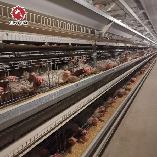 Automatic Hens Battery Layer Chicken Cages A Type House System Customized