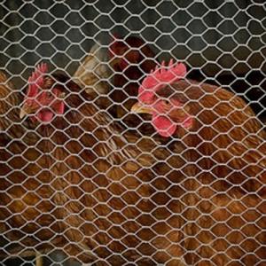 Buy cheap hexagonal wire netting,Chicken Wire Mesh,Galvanized Hexagonal Wire Netting product