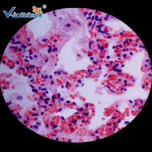 Buy cheap Anatomy Histology Prepared Pathology Microscope Slides 200 Pieces Odm Service product