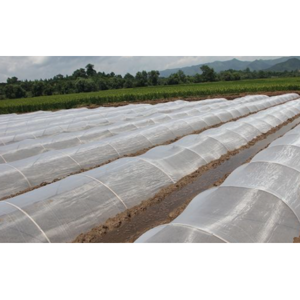 40 Mesh 4m 100g/M2 Anti Mosquito Mesh Roll For Friuts insect screen roll