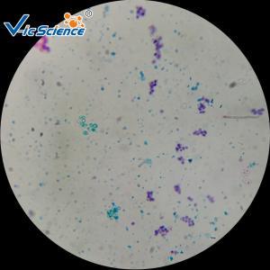 Buy cheap 12 Kinds Fungi Microscope Glass Slides 76.2×25.4×(1.0-1.2) Mm CE Approved product