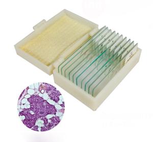 Medical Education Used Fixed Plant Leaf Prepared Microscope Slides Set