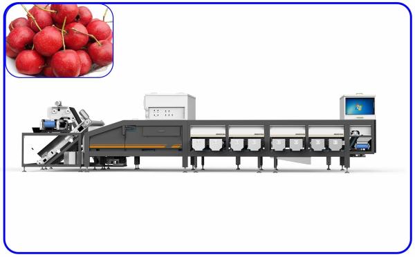 Quality Hawthorn Sorting And Grading Equipment 6.3KW High Speed 6 Channel for sale