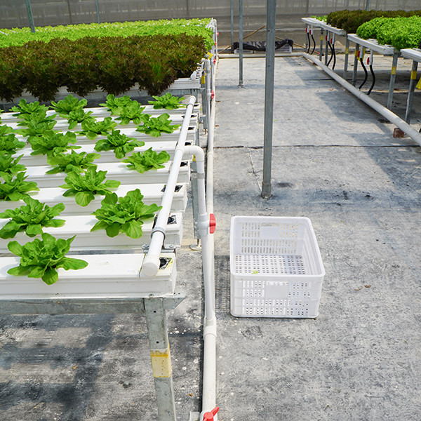 High Density NFT Hydroponics System Fast Harvest Cycle Automatic Control