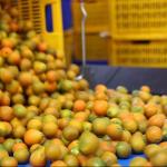 8 Channels 380V Kumquat Fruit Sorting Machine White Grading Machine