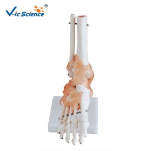 Buy cheap Life - Size Anatomically Correct Skeleton Foot Joint And Hand Models product