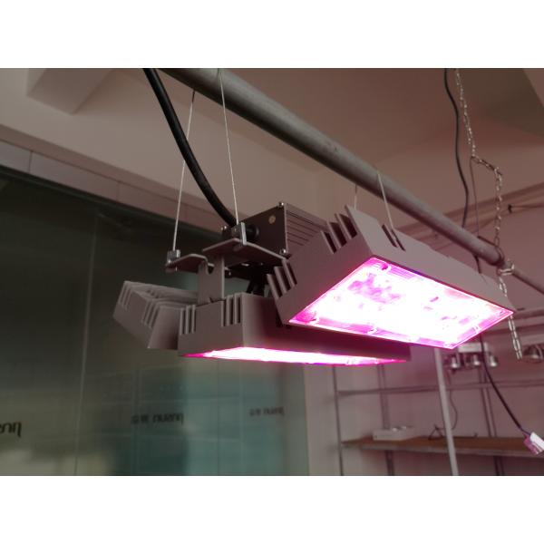 100W Plant light 85% energy saving led grow light VS HPS led light, green light protect environment light