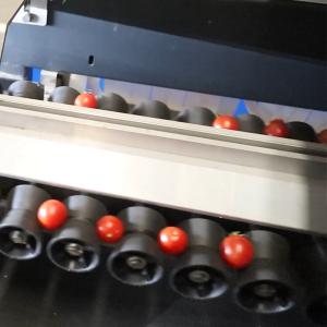Buy cheap PLC Control Automatic Cherry Tomato Sorting Machine 380V / 50Hz product