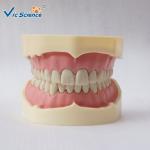 PVC Study Models In Dentistry Without Articulator VIC-A5-01 Copy Soft Gum 28pcs