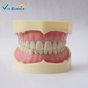 PVC Study Models In Dentistry Without Articulator VIC-A5-01 Copy Soft Gum 28pcs Big Frasaco Type