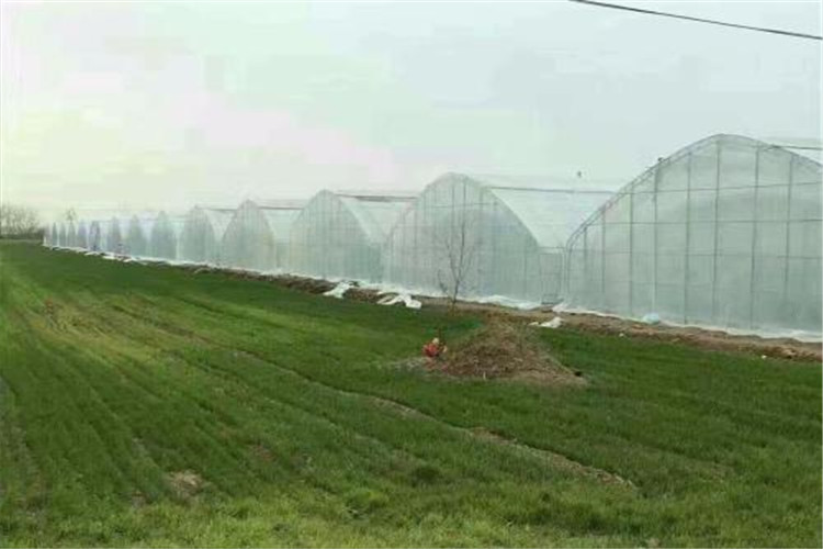 anti-insect net