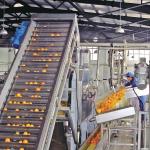 3 In1 Automatic Citrus Fruit Juice Processing Machine