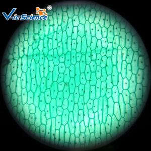 Buy cheap Reliable Biological Microscope Glass Slides Lab 25pcs Premade Microscope Slides product
