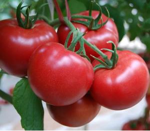 Buy cheap Automatic Tomato Puree Processing Line For Paste Making product