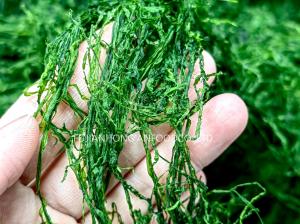 Low Calorie Prolifera Seaweed Strips Jade Green 200g Resealable Pack For Stir-Fries