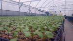 Nets And Crop Covers, Bird Control Net, Strong Polyethylene Fabrics, Pest