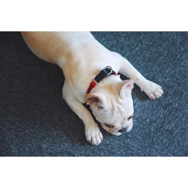 High Visibility Nylon Reflective Dog Collars And Leashes Waterproof