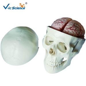 Buy cheap Human Skull And Brain Model With 8 Parts VIC-104E For School Bilological Class product