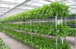 High Output Hydroponic Lettuce Greenhouse Wind Load 100KM/H With Multi Layer