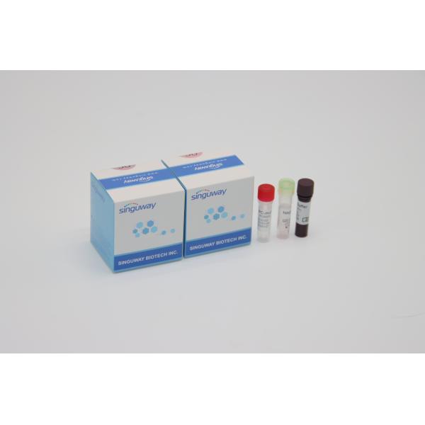 Quantitative Fluorescent PCR Detection Kit IVD For All Corona Virus Mutations