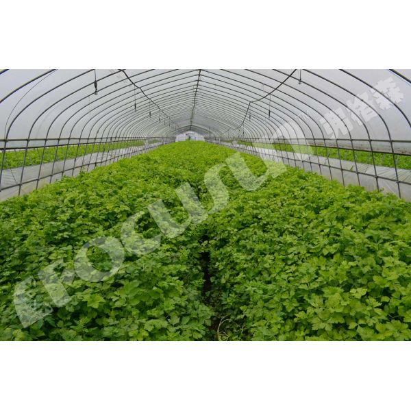 100mm Panel Thickness Farms Pre Cooling Machine Vacuum Cooler for Flowers and Vegetables