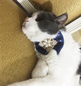 Ribbon Beads Designer Cat Collars , Fancy Cat Collars Customized Color Easy Scrub
