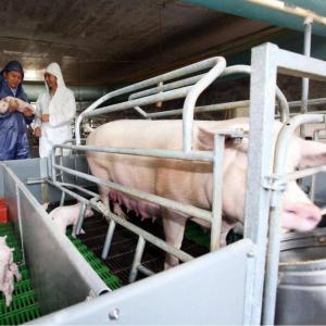 China Hot Dip Galvanized Steel Swine Farrowing Crates Cages Pig Farm on sale