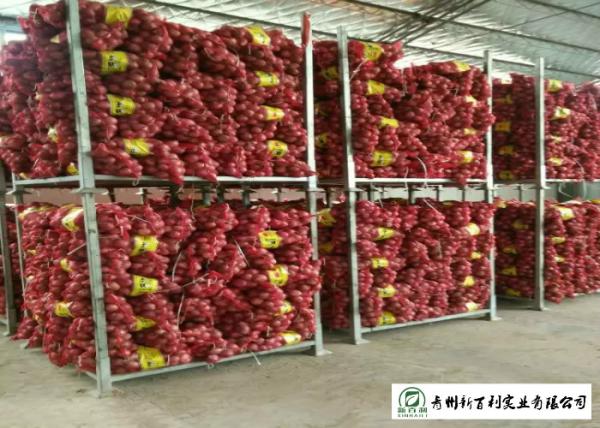 Quality Round Shape Sweet Yellow Onion No Pesticide Residues Without Pollution for sale