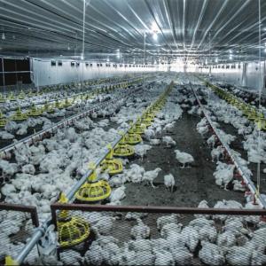 China Auger Conveying Poultry Farm Feeder And Drinker 45-55 Birds / Feeder on sale