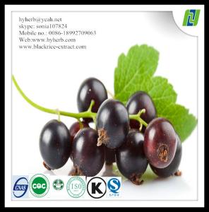Organic black currant extract powder anthocyanidin