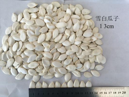 Quality 99% Purity Roasted Pumpkin Seed for sale