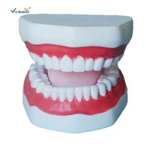 Plastic Dental Model Of Tooth Anatomical Model With 32 Tooth Dental Teaching Model