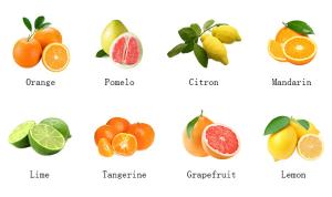 Buy cheap SUS304 500T/D Citrus Processing Line Automatic Juice Extracting product