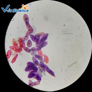 Buy cheap Teaching Biology Histology Glass Slides 30pcs University Students Study Used product