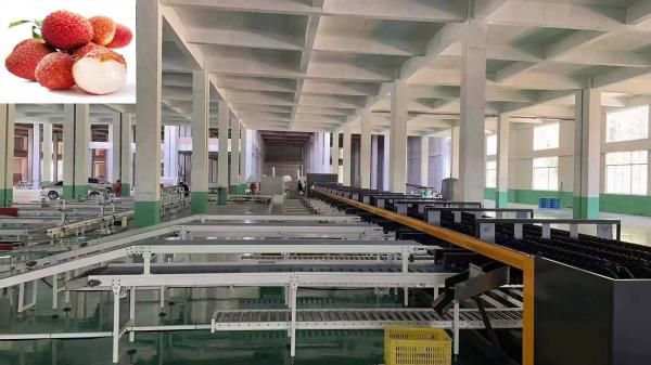 Quality Large Output Litchi Fruit Grader Machine High Precision 4 Channel Intelligent for sale