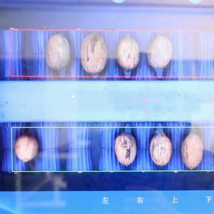 Buy cheap 8 Channels Nuts Sorting Machine 380V Pecans Sorting And Grading Machine product