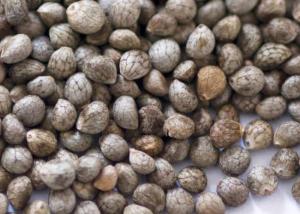 Big Packing Type Gray Perilla Seeds , Organic Agricultural Products For Oil