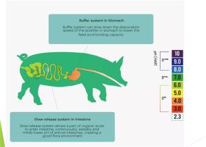 Organic Acidic Agent Feed Additive For Piglet