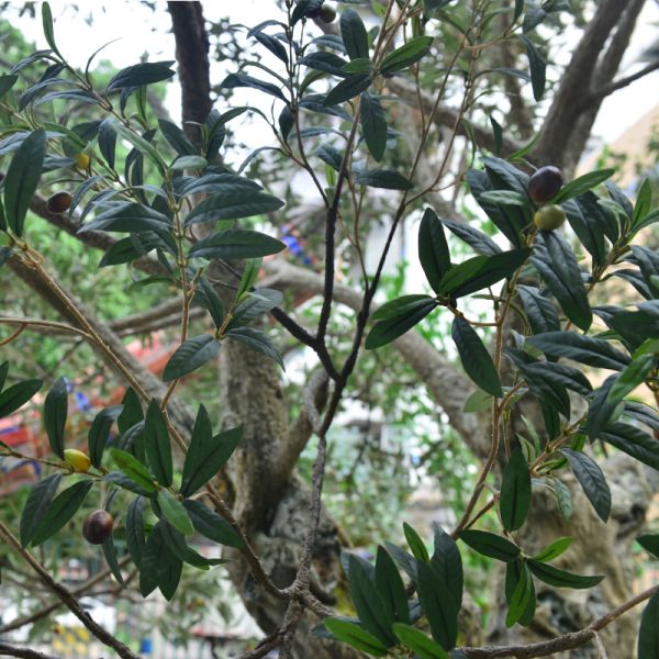 UV-Resistant large 5m customized olive tree artificial with Trunk Realism Realistic Fruits for Hotel Lobbies & Resorts Shopping Mall Luxury Villas