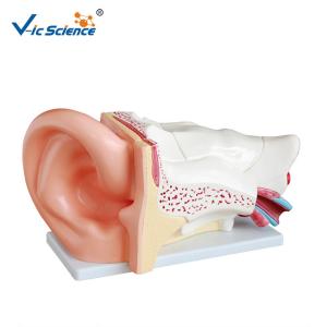 Buy cheap High Performance Human Torso Anatomy Anatomical Ear Model 42x24x16 Cm product