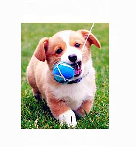 pet outdoorpets training goodscarriers & houses"